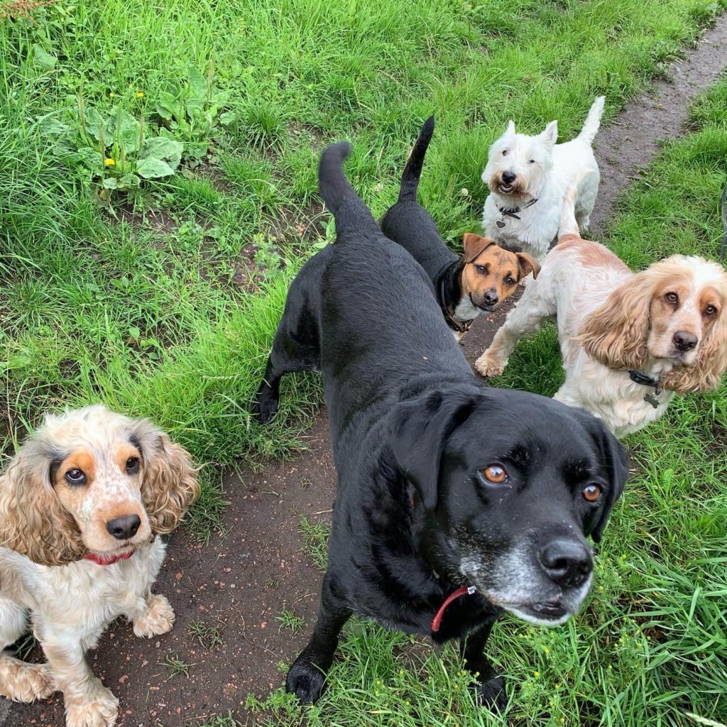 Barnsley Group Dog Walk