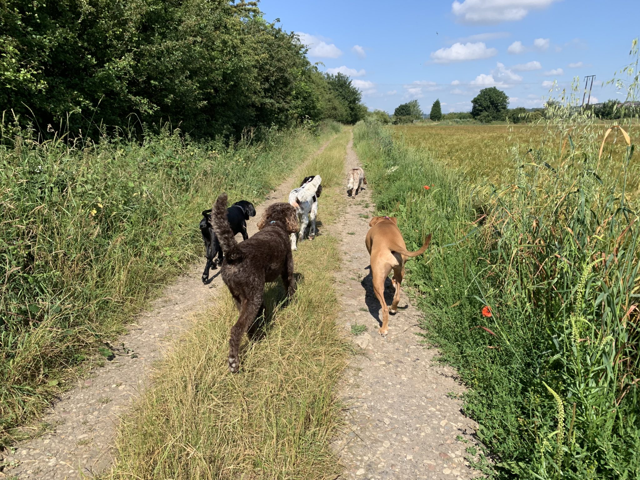 Ruffined Group Walking