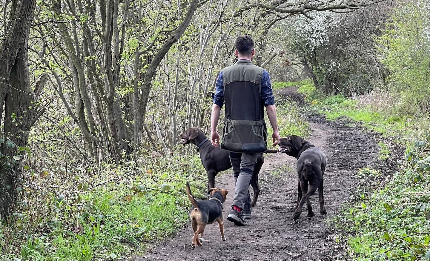 Ruffined Gundog