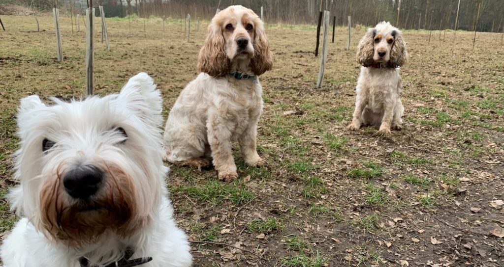 Westie-Cocker-Spaniels-Sitting